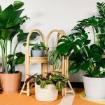 بهترین گیاهان آپارتمانی برای تصفیه هوای خانه